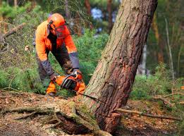 How Our Tree Care Process Works  in  The Colony, TX