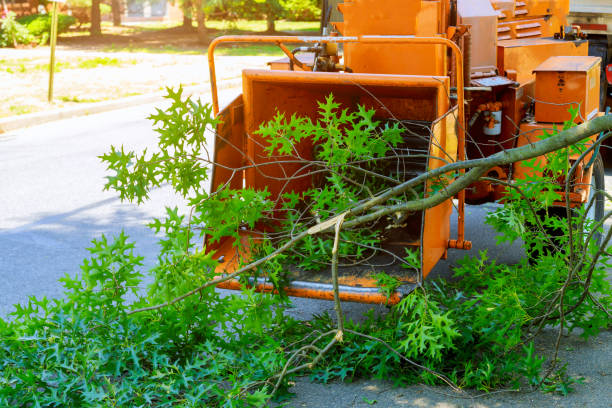 Tree and Shrub Care in The Colony, TX